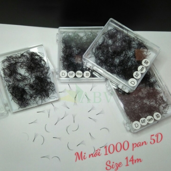 Mi nối 1000 fan 5D