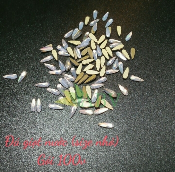 Đá giọt nước nhỏ bịch  (100v)